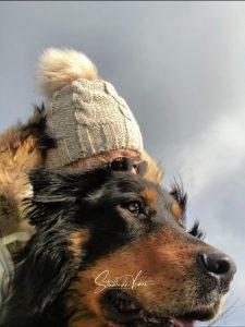 dogs-realestate-studiodavinci